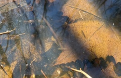 Eubranchipus neglectus