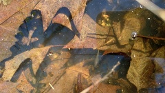 Eubranchipus neglectus