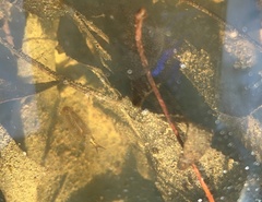 Eubranchipus neglectus