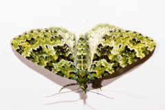 Pasiphila melochlora