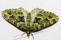 Pasiphila melochlora