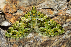 Pasiphila melochlora