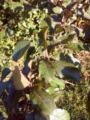 Prunus cerasifera