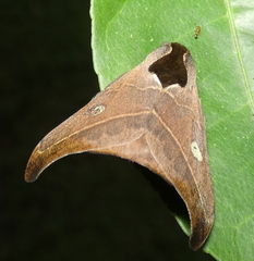 Hylesia nanus