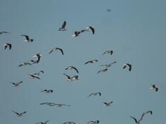 Chroicocephalus maculipennis