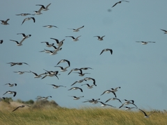 Chroicocephalus maculipennis