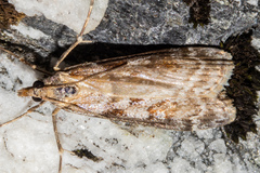 Scoparia cyameuta