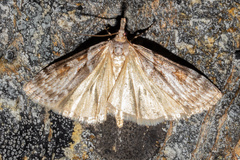 Scoparia cyameuta