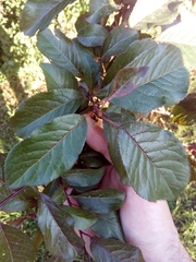 Prunus cerasifera