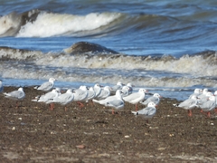 Chroicocephalus maculipennis