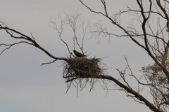 Hamirostra melanosternon