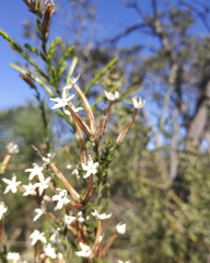 Lysinema ciliatum