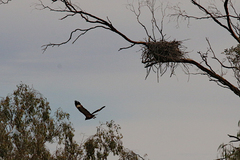 Hamirostra melanosternon