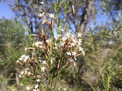 Lysinema ciliatum