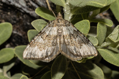 Xanthorhoe frigida