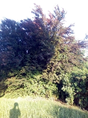 Prunus cerasifera