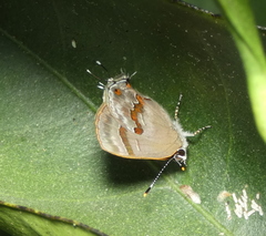 Rubroserrata ecbatana