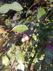 Prunus cerasifera