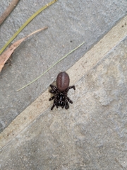 Hadronyche modesta