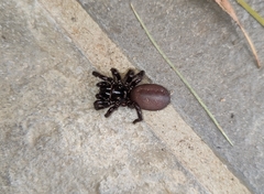 Hadronyche modesta