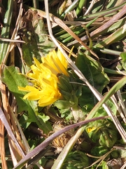 Taraxacum platycarpum