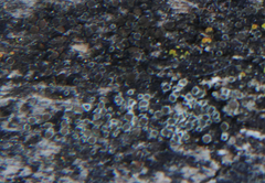 Lecanora albellula