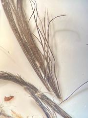 Dendragapus fuliginosus