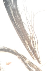 Dendragapus fuliginosus