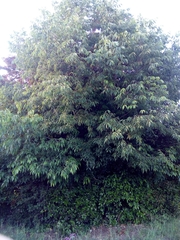 Celtis australis