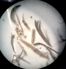 Dendragapus fuliginosus