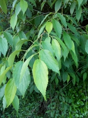 Celtis australis