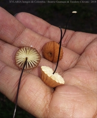 Marasmius ruforotula