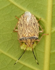 Antiteuchus macraspis