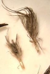 Dendragapus fuliginosus