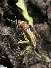 Anolis capito