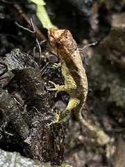 Anolis capito