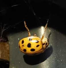 Harmonia axyridis