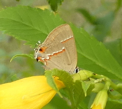 Electrostrymon endymion