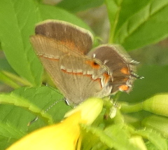 Electrostrymon endymion
