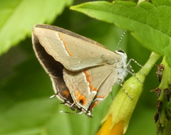 Electrostrymon endymion