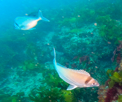 Nemadactylus macropterus