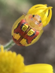 Paropsisterna gloriosa
