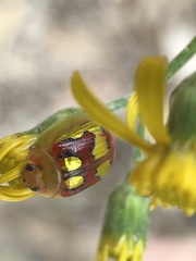 Paropsisterna gloriosa