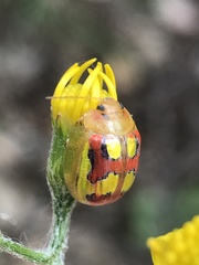 Paropsisterna gloriosa