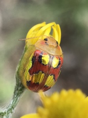 Paropsisterna gloriosa