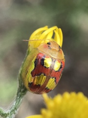 Paropsisterna gloriosa