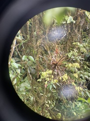 Guzmania donnell-smithii