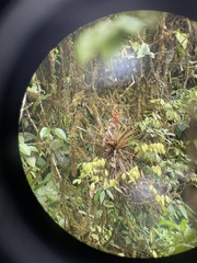 Guzmania donnell-smithii