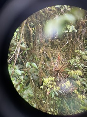 Guzmania donnell-smithii