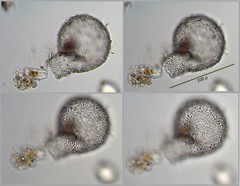 Lesquereusia spiralis